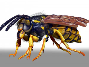 wasp character sculpt and zbrush file 3D Model