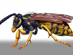 wasp character sculpt and zbrush file 3D Model