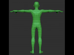male anatomy base model 3D Model