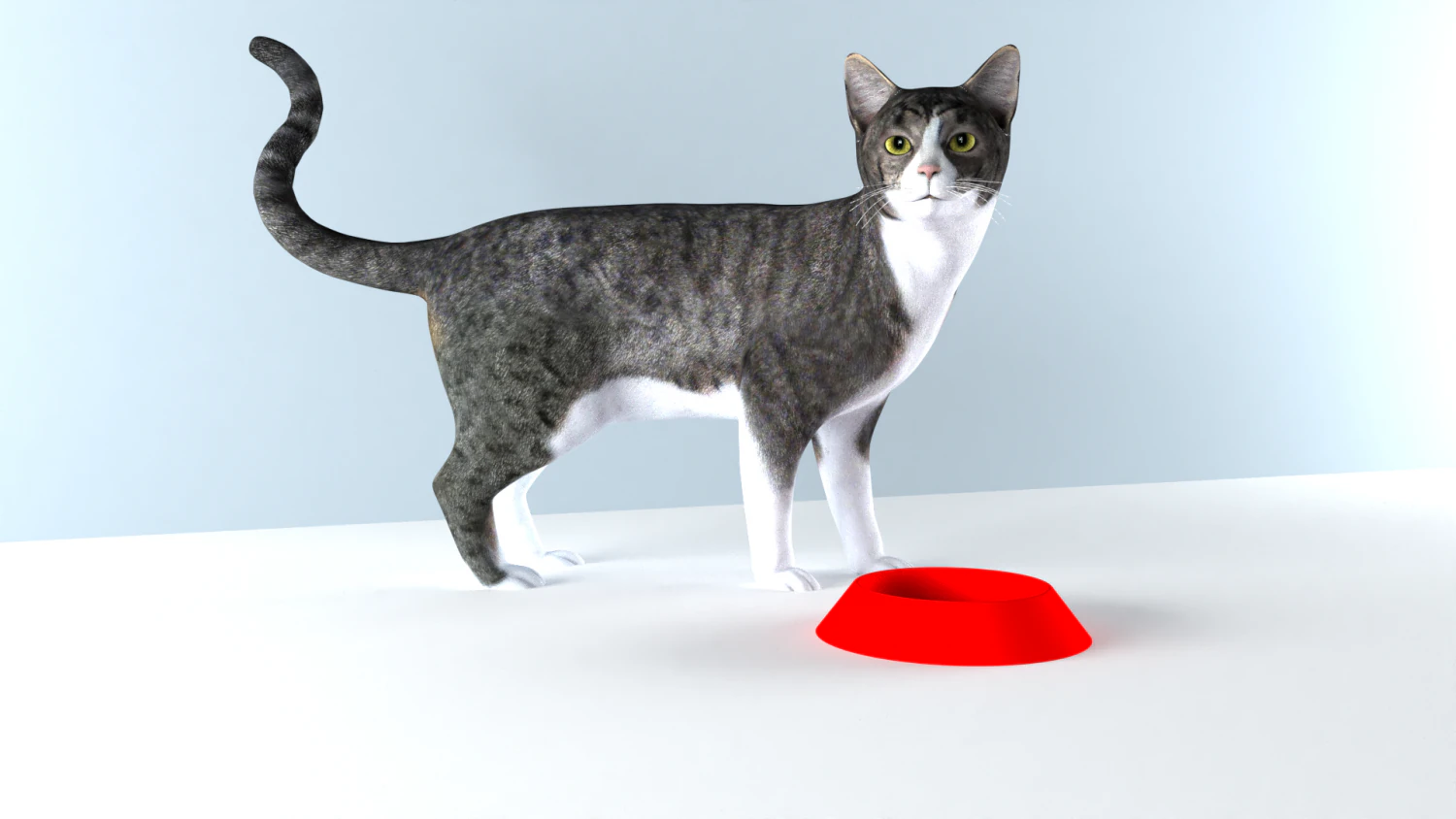 FOOD BOWL Tigela de pl&aacute;stico para gato e cachorro Modelo de Impressão 3D .c4d .max .obj .3ds .fbx .stl .blend 
