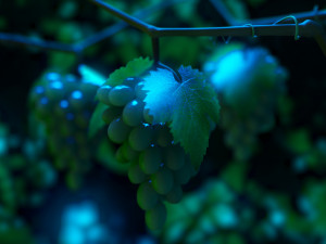 Grape growth 3D 모델