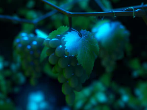 Grape growth 3D Model