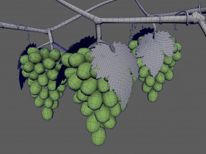 Grape growth 3D Model