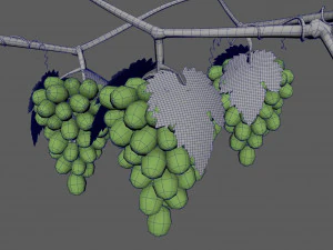 Grape growth 3D Model