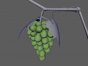 Grape growth 3D Model