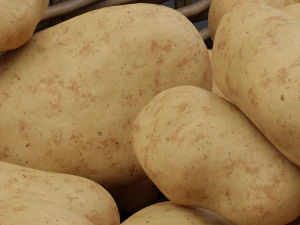 Картопля 3D Модель