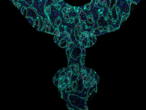 Mursha Galaxy 版，带完整装备 3D 模型