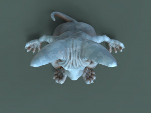 cute and chubby yoga cat 3d print model 3D printmodel