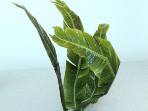 set of plant tropic 3D मॉडल