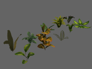 set of plant tropic Modelo 3D