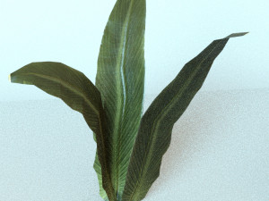 set of plant tropic Modelo 3D
