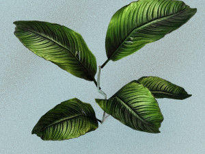 set of plant tropic Modelo 3D