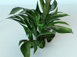 set of plant tropic Modelo 3D
