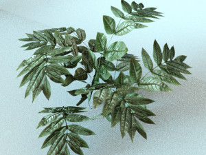 set of plant tropic 3D Modell