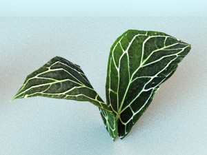 set of plant tropic 3D Modell