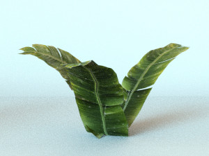set of plant tropic 3D Modell