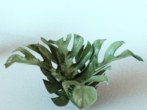 set of plant tropic 5 3D Model