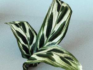 set of plant tropic 5 3D Model