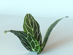 set of plant tropic 5 3D Model