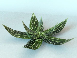 set of plant tropic 5 3D Model