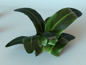set of plant tropic 5 3D Model