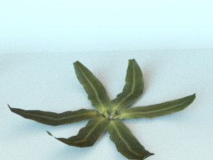 set of plant tropic 5 3D Model