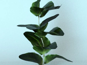 set of plant tropic 6 3D Model
