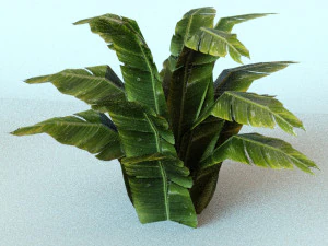 set of plant tropic 6 3D Model