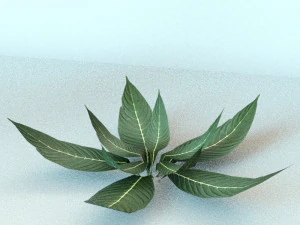 set of plant tropic 6 3D Model