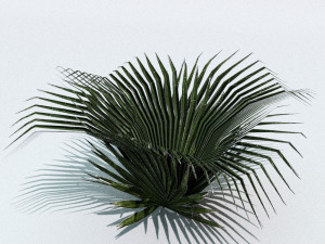 set of plant tropic 7 Modelo 3D
