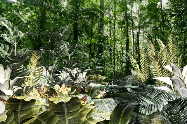 set of plant tropic 8 3D मॉडल .c4d .max .obj .3ds .fbx .stl .blend 