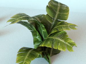 set of plant tropic 8 3D मॉडल