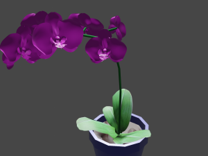 pink phalaenopsis orchid 3D Model