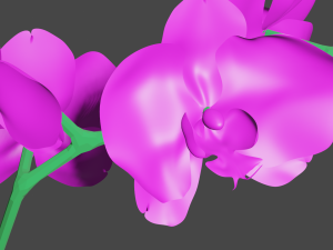 pink phalaenopsis orchid 3D Model