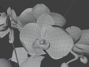 pink phalaenopsis orchid 3D Model