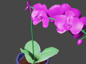 pink phalaenopsis orchid 3D Model