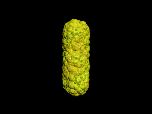 bacterias virus set 3D Model