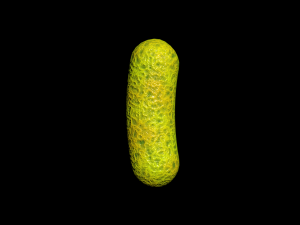 bacterias virus set Modello 3D