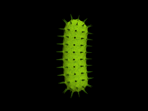 bacterias virus set Modello 3D