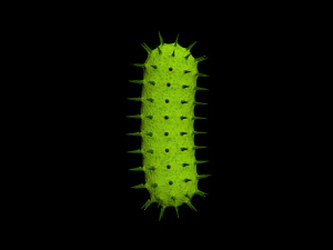bacterias virus set 3D Model