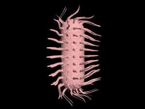 bacterias virus set Modello 3D