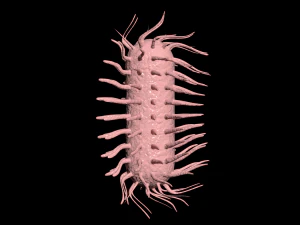 bacterias virus set 3D Model