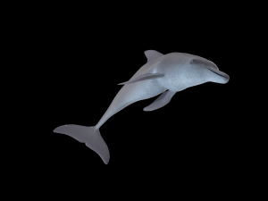 dolphin rigged jump animation 3D 模型