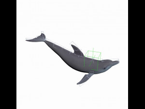 dolphin rigged jump animation 3D 模型