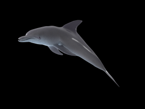 dolphin rigged jump animation 3D 模型