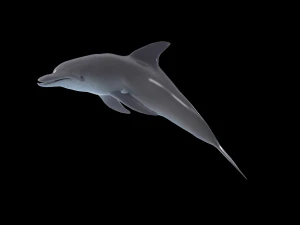 dolphin rigged jump animation 3D Model