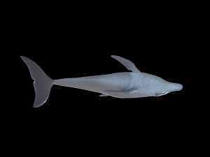 dolphin rigged jump animation 3D 模型
