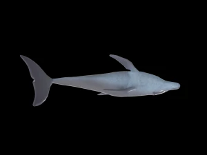 dolphin rigged jump animation 3D Model
