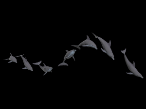 dolphin rigged jump animation 3D 模型