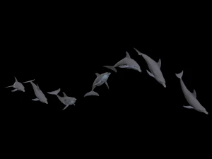 dolphin rigged jump animation 3D Model